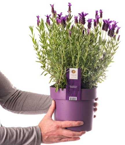 Pianta di Lavanda Francese Piccoli Arbusti Sempreverdi Lavandula Stoechas in vaso da 3L