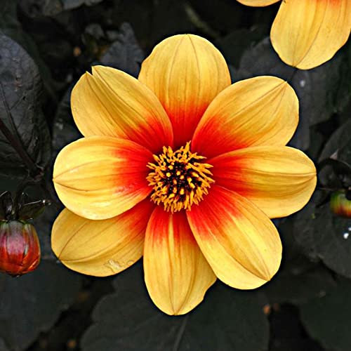 1 x Dahlia Mignon - Easy to Grow Perennial- Summer Flowering Bulb - for Your Beautiful Garden (1 x Dahlia Mignon Sunshine)