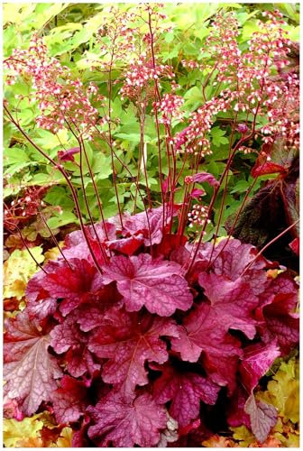 1 x Heuchera Hybride 'Berry Smoothie' im 1 Liter Topf (Staude/Winterhart/Bodendecker/Mehrjährig/Immergrün) Purpurglöckchen - Ein Farbfeuerwerk in Himbeer- und Brombeertönen - von Stauden Gänge