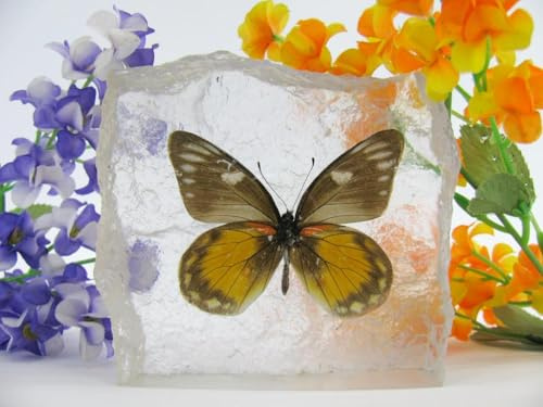 In Kunstharz gegossene Schmetterlinge, Insekten, Skorpione und mehr. Briefbeschwerer, Icemountain, nicht scharfkantig (Schmetterling 25)