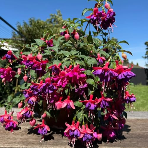 fuchsien hängend - zimmerbonsai gartenpflanzen gartendeko für draußen dekoration wohnzimmer gewächshaus balkon topfpflanzen deko büro bodendecker stauden winterharte kübelpflanzen 40samen