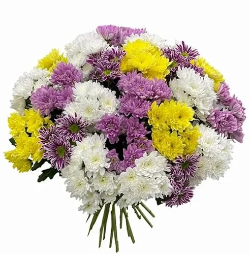 Bouquet de Crisantemos con 100 Flores Naturales de Alta Duración Margaritas Flores Frescas
