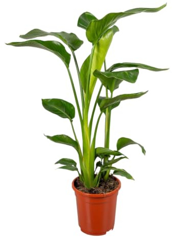 Trendyplants - Strelitzia Nicolai - Paradiesvogelblume - Zimmerpflanze - Höhe 80-100 cm - Topfgröße Ø17cm