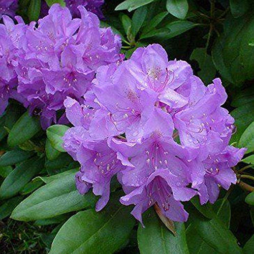 Rhododendron 'Catawbiense' Grandiflorum 40-50 cm en conteneur