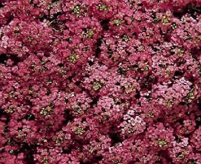 100 semi-Alyssum meraviglie Deep Rose Bodendecker