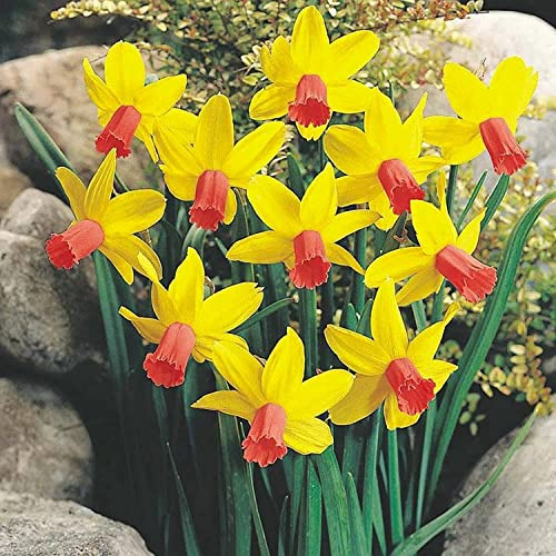 Flerårig, högkvalitativa påskliljor, vinterhårda påskliljor rhizom, trädgårdsdekoration, blandade färger, stor blomma,-2lök-E