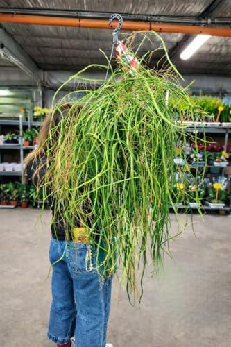 POWERS TO FLOWERS - RHIPSALIS BACCIFERA, VASO 28CM DIAMETRO, pianta vera