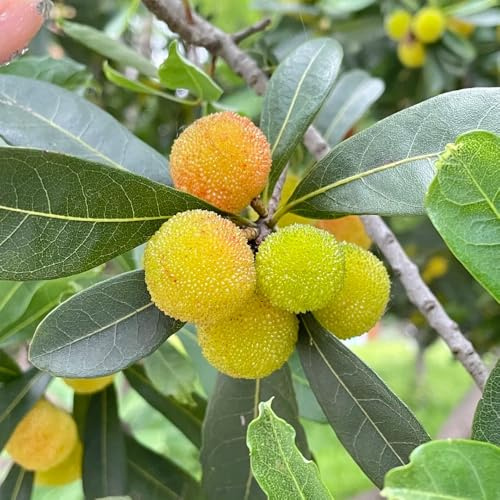 Semi di Myrica rubra da frutto raro per giardinieri serre da balcone vecchie varietà frutto nani, resistenti colonnare semi di giardino roccioso 30pcs