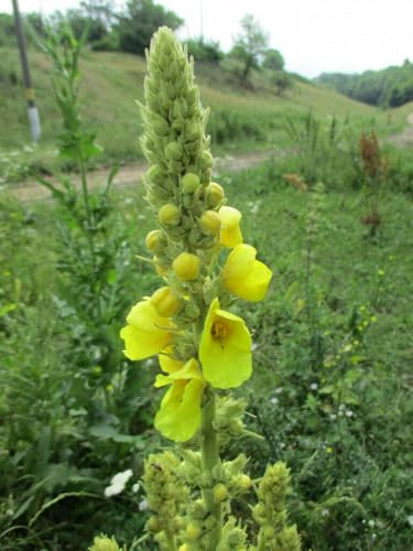 Vindblommor – Kungsljus – Verbascum phlomoides 100+ frön – Frö E 241