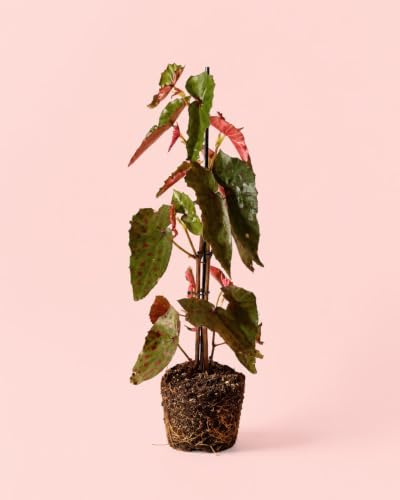 PUR PLANT Begonia Rosa Amphioxus Malachosticta | Begonia Tropical Exótica | Planta Natural de Interior Decorativa | Maceta Ø8 cm