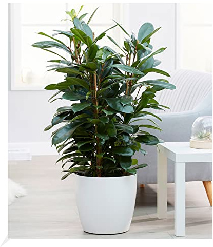 BALDUR-Garten 1x Afrikanischer Feigenbaum ca. 100 cm hoch, im 21 cm-Topf | Ficus cyathistipula, Zimmerpflanze pflegeleicht, Grünpflanze, mehrjährig - frostfrei halten