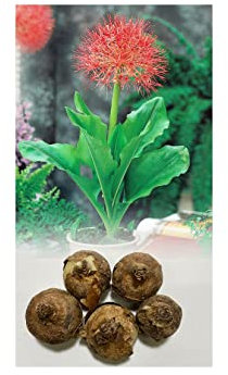 5 Scadoxus Multiflorus Fireball Lily Brilliant Red Starry Flowers Late Summer Flowering Bulbs : - by GARTHWAITE NURSERIES® : - UK Stockist