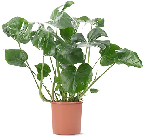 Schweizer Käse-Pflanze Monstera Deliciosa Zimmerpflanzen Immergrüne Topfpflanze für drinnen.