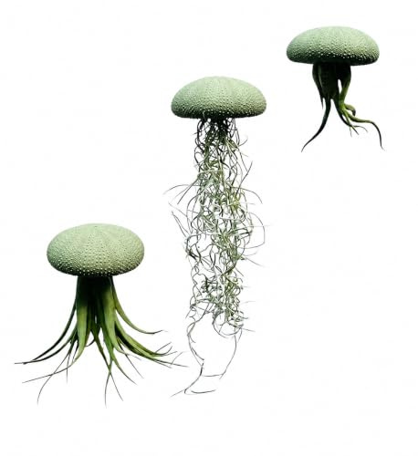 Set de 3 Medusas con Erizos de Mar Verdes Tipo Alfonso y Tillandsias – Plantas Aéreas Naturales – Regalo Original y Decoración Colgante Artesanal