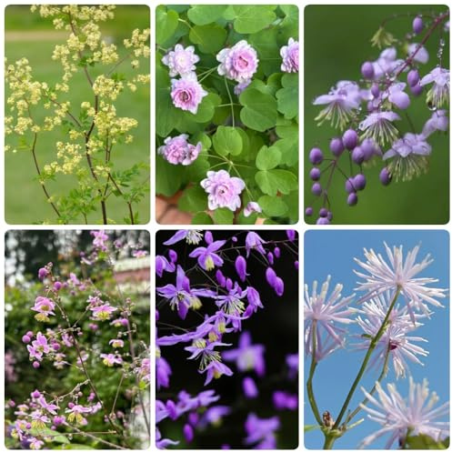 Semillas de Thalictrum - resistentes de exterior semillas de pradera de mariposas variedades antiguas 200pcs