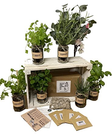 Set of 3: Indoor Herb Garden in Jars Rustic Grow Your Own Kit - Herb Planter and Gifts for Women or Men (Mint, Basil, Coriander)