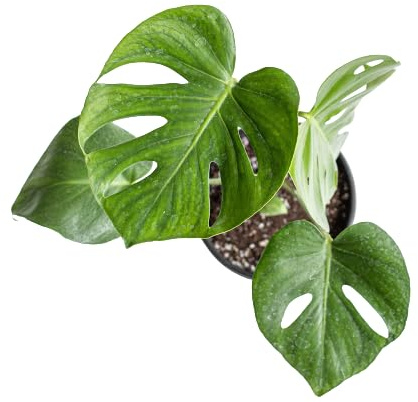 Monstera Deliciosa Natural el Toque Elegante de tu Espacio Exterior