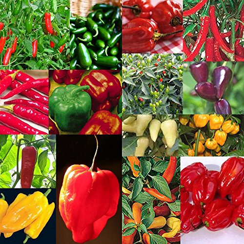 15 PKS - Colección de semillas de chile - Habanero, Jalapeno, etc.
