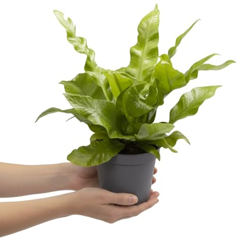DECOALIVE Planta Viva Asplenium Nidus Crispy Wave Asplenio | Follaje Rizado para Interior | Maceta 12 cm | Altura 20 cm