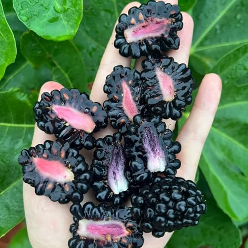 BrombeerenSamen, balkonpflanzen winterhart Rubus fruticosus, obstbaum obstsamen exotische obstbäume kaufen seltene säulenobstbäume 80pcs