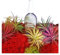 Set Premium DECOALIVE Formado por 5 Tillandsias Coloridas y por un Spray con Abono para Plantas del Aire