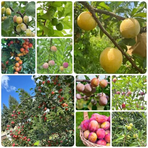 Semillas resistentes de ciruelo - planta de interior Plantas resistentes, plantas en macetas semillas de plantas macetas árboles frutales columnares plantas perennes semillas de 20pcs