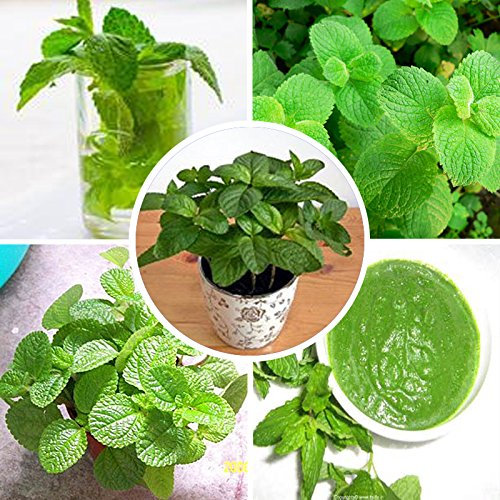 100pcs/sac exotiques Menthe Menthe poivrée graines comestibles cataire fleur plante Bonsai pot Potager Planta Livraison gratuite