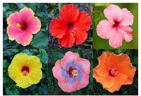 Professional Nursery Grade Hibiscus Fertilizer 4 LB 6 Month Slow Release Tropical Plant Food