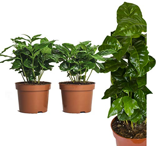 Echte Kaffee Pflanze Coffea Arabica ca. 30cm - Kaffeepflanze Kaffeestrauch, Zimmerpflanzen, Zimmerpflanzen Set, coffee to grow, kaffeepflanze kaufen, kaffee arabica pflanze (2, Kaffeepflanzen)
