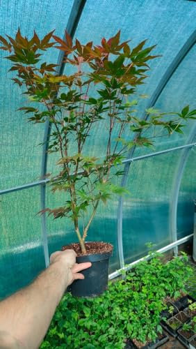 Acer palmatum Atropurpureum Japanischer Ahorn-Laubbaum Ahornbaum Ahorn in Topf (50-70cm in Topf 3l)