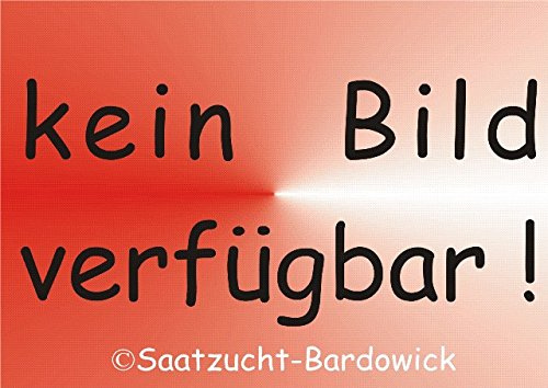 Rhabarber – rotstielig (Rheum rhabarbarum)