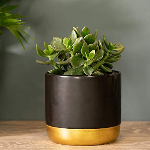 Crassula ovata ‘Hulk’ Money Tree Jade Plant Succulent Indoor Tender House Plants, Easy to Grow, Low Maintenance, Drought Tolerant, 1 x 12cm Pots, Crassula ‘Hulk’ by Thompson and Morgan (1)