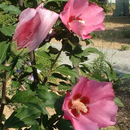 Garteneibisch 'Pink Giant' - Hibiscus syriacus 'Pink Giant' - 40-60 cm Topf - Blühender Zierstrauch