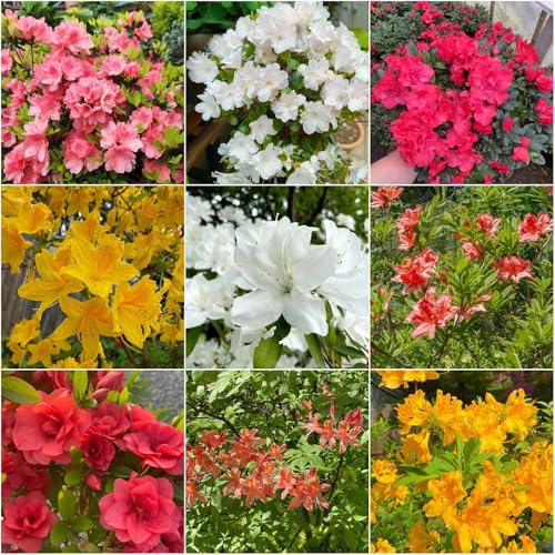 semillas de rododendro resistente para jardín - Serie de raras - resistentes al invierno para jardín semillas bonsái balcón resistentes 300pcs
