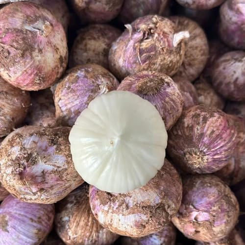 3knoblauch, pflanzknoblauch gewächshaus balkon küchenkräuter, pflanzenanzucht seltene kräutergarten balkon knoblauch balkonpflanzen
