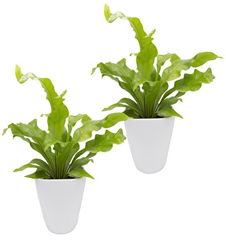 Dominik Blumen und Pflanzen, Zimmerpflanzen Nestfarn Asplenium nidus, 2 Pflanzen, circa 15 cm hoch, 13 cm Topf und weißem Dekotopf