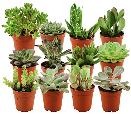 ZynesFlora Mini Sukkulenten Mix im Ø 5.5 cm Pflanztopf - 12 Stück - Succulenten Fettpflanzen Zimmerpflanze Kakteen Kaktus - Höhe: 5-10 cm