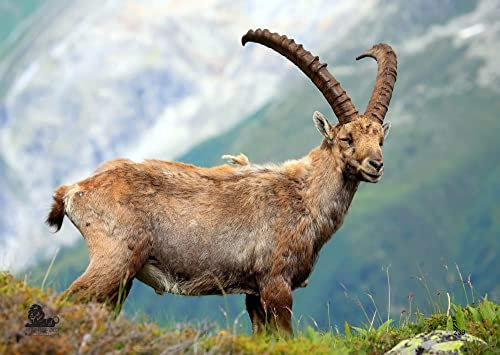 10x Stronghold Tierauflage - Steinbock - 42 x 59 cm - wasserabweisend/reißfest, Scheibenauflage für Pfeil und Bogen, Papier