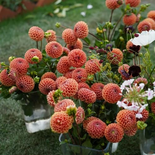 dahlien topfpflanzen echt blumenstauden winterhart blumensamen balkon schnittblumen blumengarten blumensaat kräutergarten frühlingsblumen frühblüher heilkräuter blumenwiese 45samen