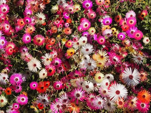 Just Seed - Flower - Mesembryanthemum Harlequin 1500 Seed