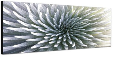 Augenblicke Wandbilder Keilrahmenbild Wandbild 150x50cm Hawaii Blume Pflanze Großaufnahme