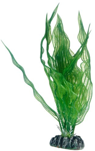 Hobby 51578 Aponogeton, 25 cm