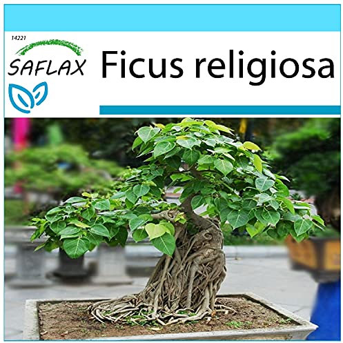 SAFLAX - Set regalo - Higuera sagrada - 100 semillas - Con caja regalo/envío, etiqueta para envío, tarjeta de felicitación y sustrato de cultivo y fertilizante - Ficus religiosa