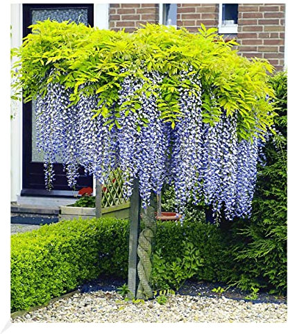 BALDUR Garten Blauregen auf Stamm winterhartes Stämmchen, 1 Pflanze, Wisteria sinensis Glycinie Zierstämmchen, bienenfreundlich, für Standort in der Sonne geeignet, blühend