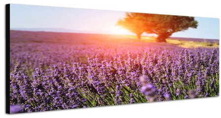 Lavendel Feld Provence Frankreich 150x50cm Breitbild als Panorama auf Leinwand und Keilrahmen fertig zum aufhängen - Unsere Breitbild als Panoramaer auf Leinwand bestechen durch ihre ungewöhnlichen Formate und dem extrem detaillierten Druck aus bis zu 100 Megapixel hoch aufgelösten Panoramafotos. Damit garantieren unsere Bilder einen fantastischen Bildeindruck, leuchtende Farben und gestochen scharfe Details. Qualität aus Deutschland