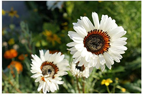 PREMIER SEEDS DIRECT - VENIDIUM - Cape Daisy - Zulu Prince - 600 Flower Seeds