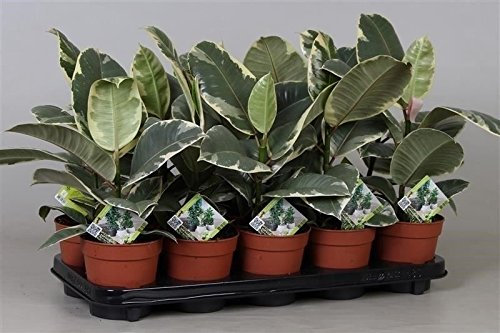 Ficus elastica Tineke Rubber Plant in a 12cm Pot. 50-60cm Tall
