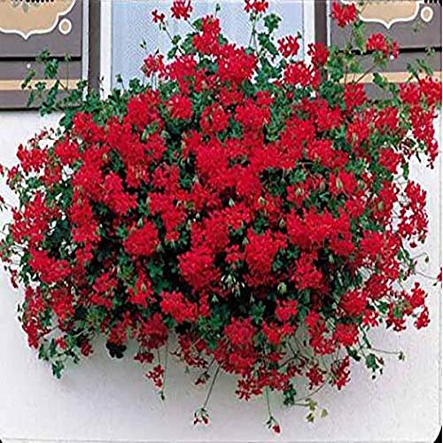 Ultrey Seed House - Rare Hanging Geranium Seeds Giant Pelargonium Balcony Flowers Seeds Bonsai Potted Plant sea of Flowers for Garden Balcony/Terrace