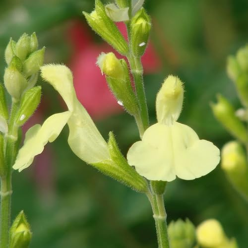 80 semi di salvia gialla