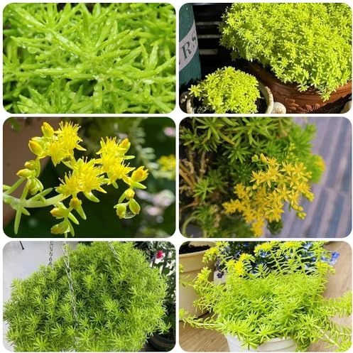 Semillas de Sedum Lineare, semillas de de raras semillas de balcón variedades antiguas 200pcs